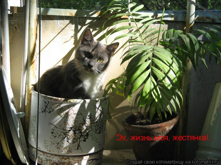 Эх, жизнь моя, жестянка!..... Котоматрица: Эх, жизнь моя, жестянка!..