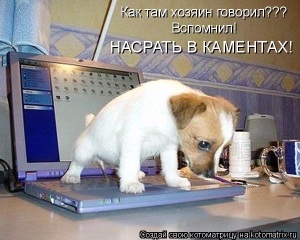 Как там хозяин говорил??? Вспомнил! НАСРАТЬ В КАМЕНТАХ!... Котоматрица: Как там хозяин говорил??? Вспомнил! НАСРАТЬ В КАМЕНТАХ!