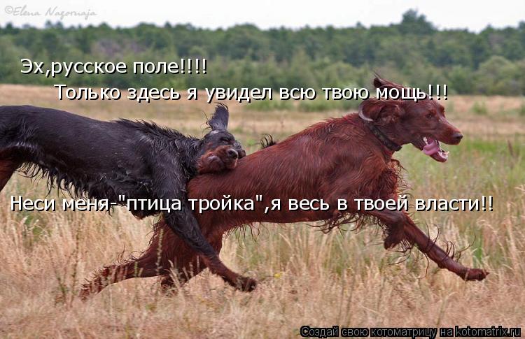 Эх,русское поле!!!! Только здесь я увидел всю твою мощь!!! Неси меня-"птица тройка",я весь в твоей вл... Котоматрица: Эх,русское поле!!!! Только здесь я увидел всю твою мощь!!! Неси меня-"птица тройка",я весь в твоей власти!!