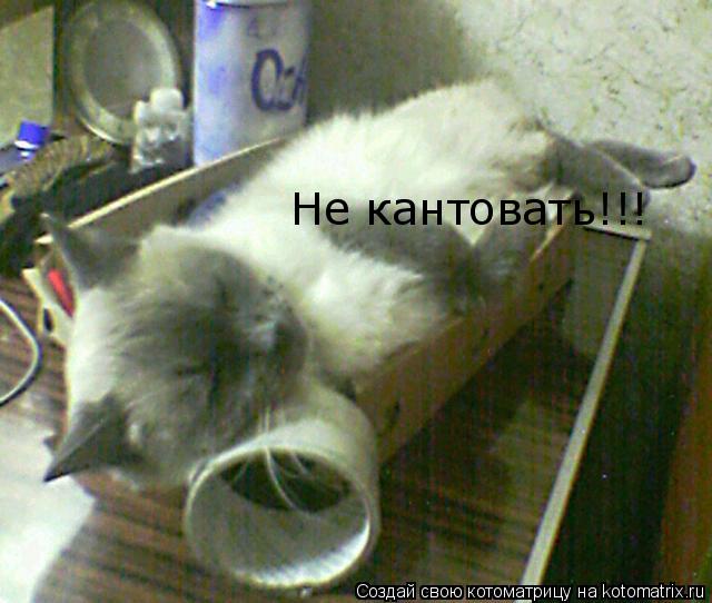 Не кантовать!!!... Котоматрица: Не кантовать!!!