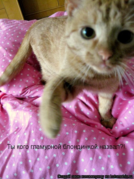 Ты кого гламурной блондинкой назвал?!.... Котоматрица: Ты кого гламурной блондинкой назвал?!.