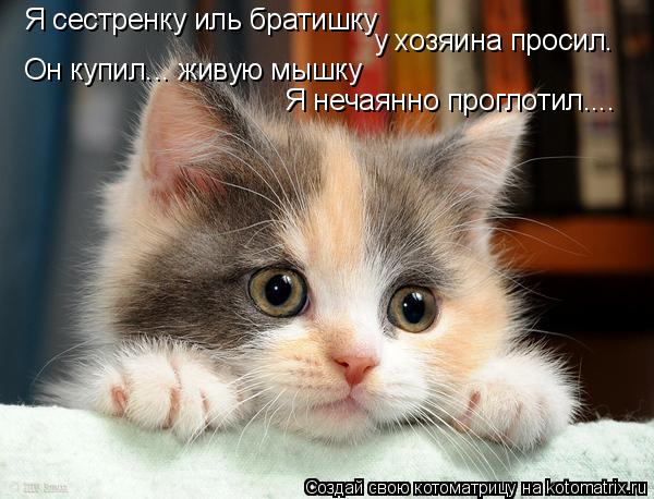 Я сестренку иль братишку у хозяина просил. Он купил... живую мышку Я нечаянно проглотил....... Котоматрица: Я сестренку иль братишку у хозяина просил. Он купил... живую мышку Я нечаянно проглотил....
