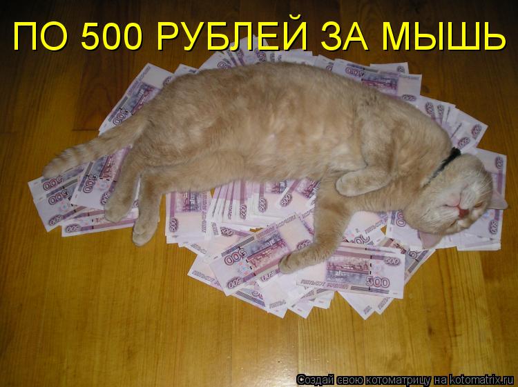 ПО 500 РУБЛЕЙ ЗА МЫШЬ... Котоматрица: ПО 500 РУБЛЕЙ ЗА МЫШЬ