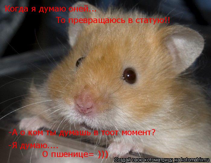 Когда я думаю оней... То превращаюсь в статую!! -А о ком ты думашь в тоот момент? -Я думаю.... О пшен... Котоматрица: Когда я думаю оней... То превращаюсь в статую!! -А о ком ты думашь в тоот момент? -Я думаю.... О пшенице= )))