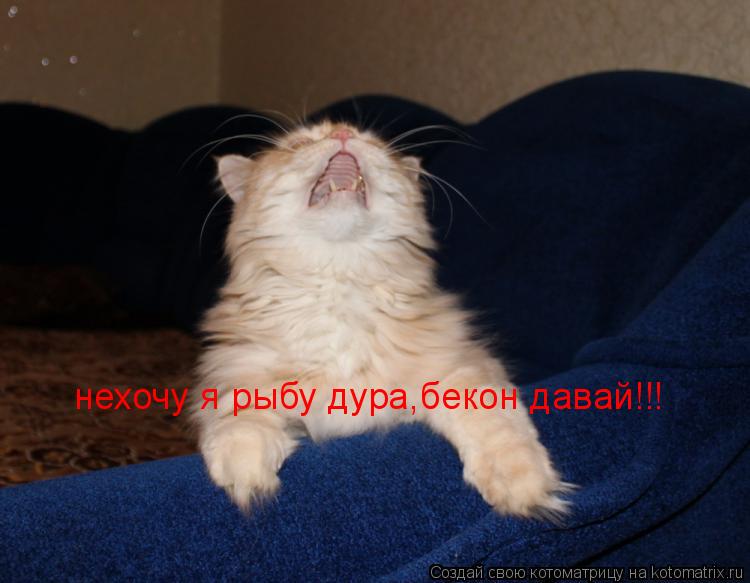нехочу я рыбу дура,бекон давай!!!... Котоматрица: нехочу я рыбу дура,бекон давай!!!