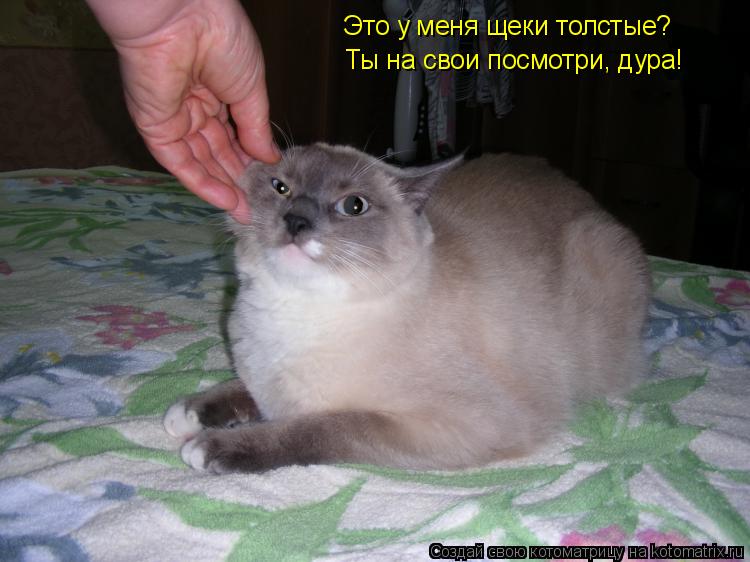 Это у меня щеки толстые? Ты на свои посмотри, дура!... Котоматрица: Это у меня щеки толстые? Ты на свои посмотри, дура!
