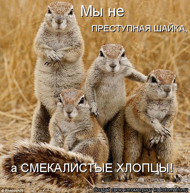 а СМЕКАЛИСТЫЕ ХЛОПЦЫ! Мы не ПРЕСТУПНАЯ ШАЙКА,... Котоматрица: а СМЕКАЛИСТЫЕ ХЛОПЦЫ! Мы не ПРЕСТУПНАЯ ШАЙКА,
