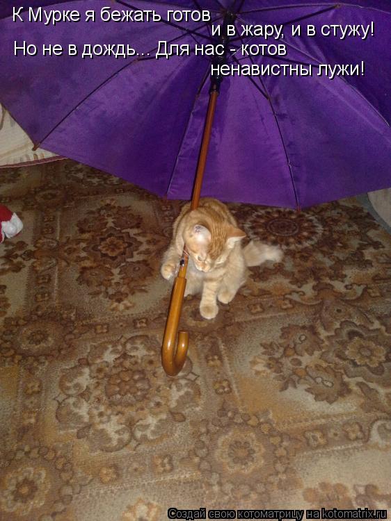 К Мурке я бежать готов и в жару, и в стужу! Но не в дождь... Для нас - котов ненавистны лужи!... Котоматрица: К Мурке я бежать готов и в жару, и в стужу! Но не в дождь... Для нас - котов ненавистны лужи!