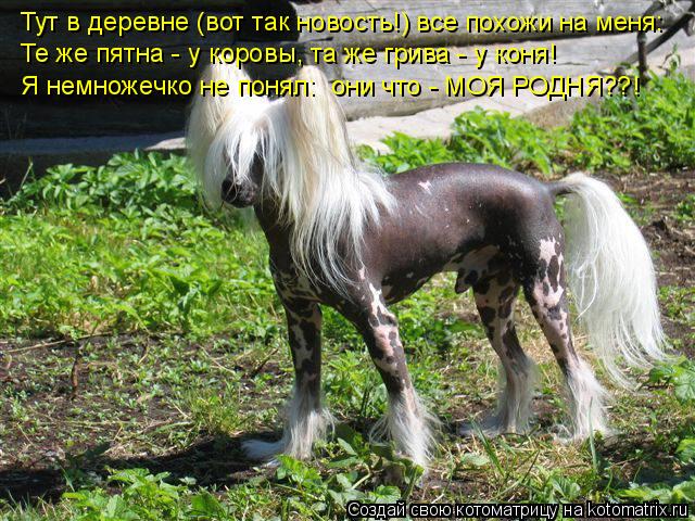 Тут в деревне (вот так новость!) все похожи на меня: Те же пятна - у коровы, та же грива - у коня! Я ... Котоматрица: Тут в деревне (вот так новость!) все похожи на меня: Те же пятна - у коровы, та же грива - у коня! Я немножечко не понял: они что - МОЯ РОДНЯ??!