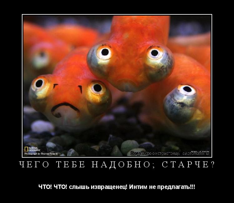 Котоматрица: Чего тебе надобно; старче? ЧТО! ЧТО! слышь извращенец! Интим не предлагать!!!