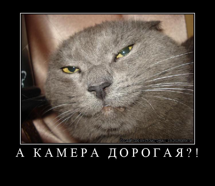 Котоматрица: а камера дорогая?! 