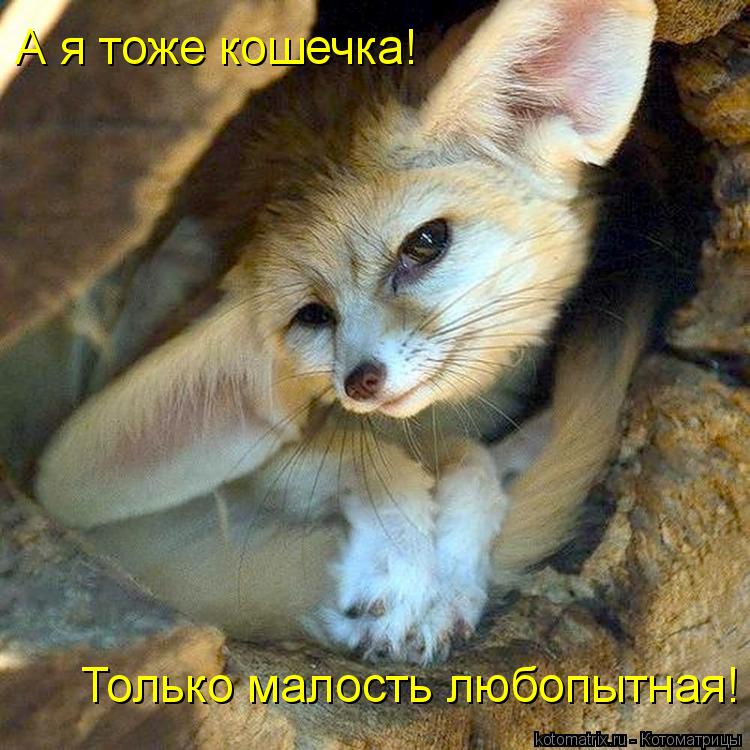 Котоматрица: А я тоже кошечка! Только малость любопытная!