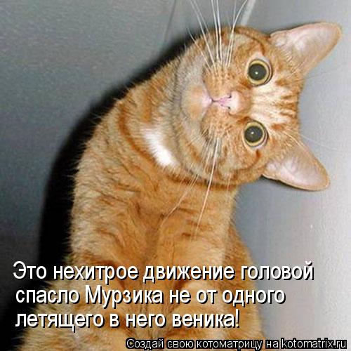 Это нехитрое движение головой спасло Мурзика не от одного летящего в него веника!... Котоматрица: Это нехитрое движение головой спасло Мурзика не от одного летящего в него веника!