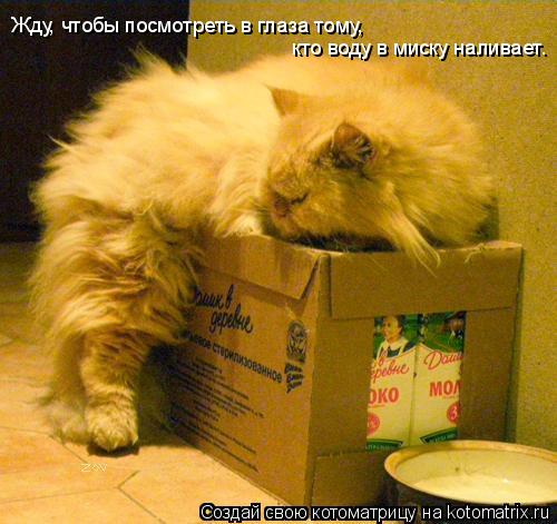 Жду, чтобы посмотреть в глаза тому, кто воду в миску наливает.... Котоматрица: Жду, чтобы посмотреть в глаза тому, кто воду в миску наливает.