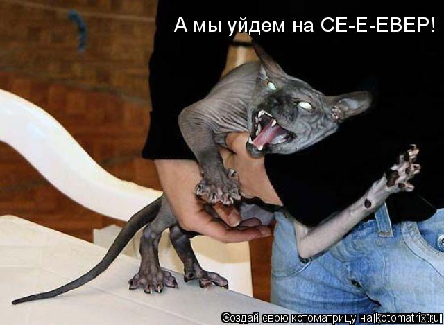 Котоматрица: А мы уйдем на СЕ-Е-ЕВЕР!