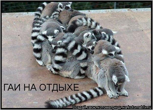 Котоматрица: ГАИ НА ОТДЫХЕ