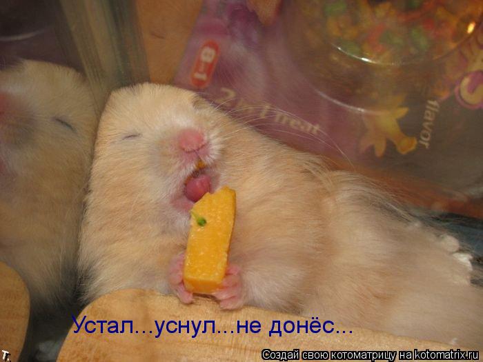 Котоматрица: Устал...уснул...не донёс...