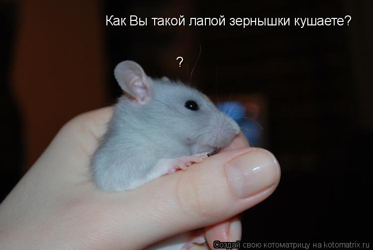 Как Вы такой лапой зернышки кушаете? ?... Котоматрица: Как Вы такой лапой зернышки кушаете? ?