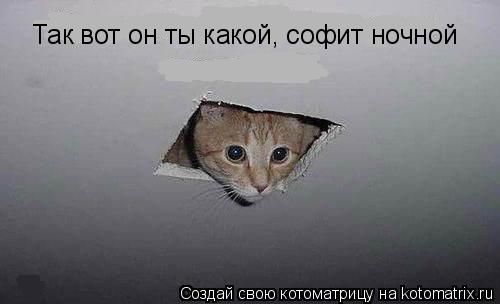 Котоматрица: Так вот он ты какой, софит ночной