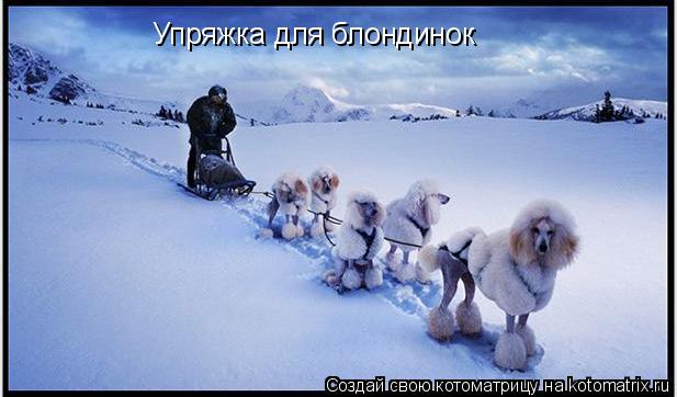 Котоматрица: Упряжка для блондинок