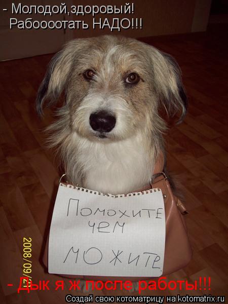 Котоматрица: - Молодой,здоровый!  - Дык я ж после работы!!! Рабоооотать НАДО!!!