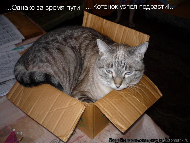 Котоматрица: ...Однако за время пути ... Котенок успел подрасти!..