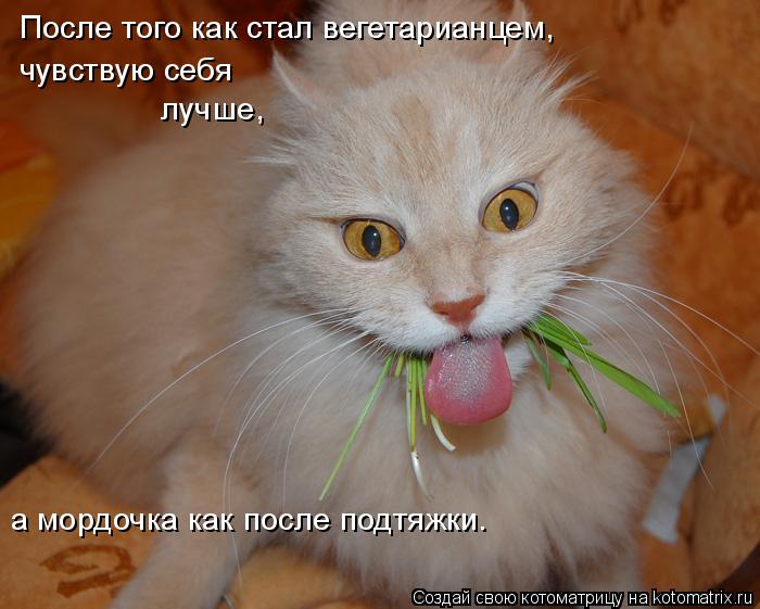 Котоматрица: После того как стал вегетарианцем, чувствую себя лучше, а мордочка как после подтяжки.