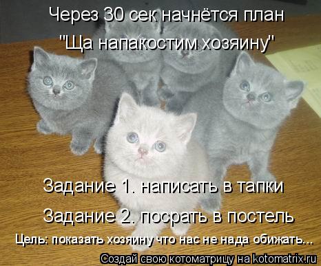 Котоматрица: Через 30 сек начнётся план  "Ща напакостим хозяину" Задание 1. написать в тапки Задание 2. посрать в постель Цель: показать хозяину что нас не н