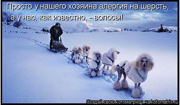 Котоматрица: Просто у нашего хозяина алергия на шерсть, а у нас, как известно, - волосы!