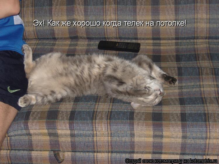 Котоматрица: Эх! Как же хорошо когда телек на потолке!