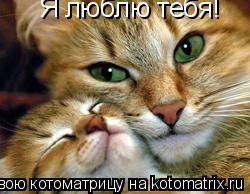 Котоматрица: Я люблю тебя!