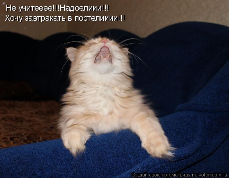 Котоматрица: Не учитееее!!!Надоелиии!!! Хочу завтракать в постелииии!!!