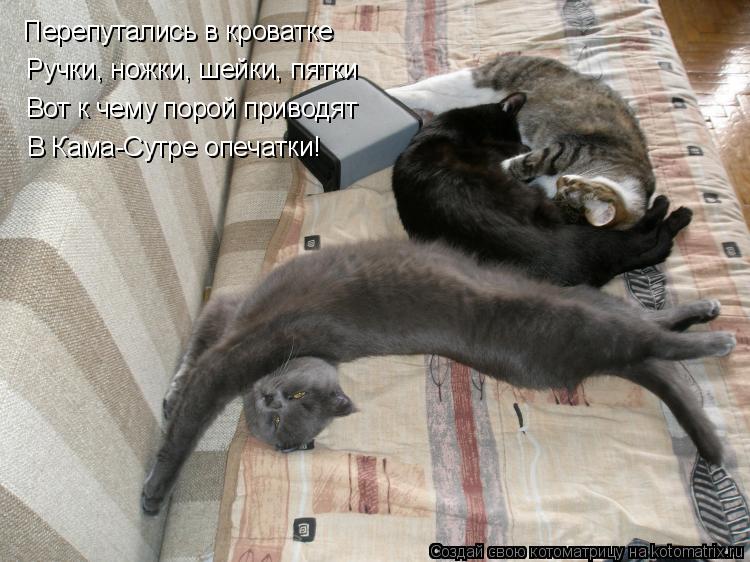 Котоматрица: Перепутались в кроватке Ручки, ножки, шейки, пятки Вот к чему порой приводят В Кама-Сутре опечатки!