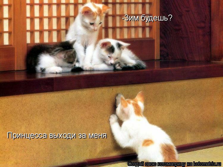 Котоматрица: Принцесса выходи за меня -3им будешь?