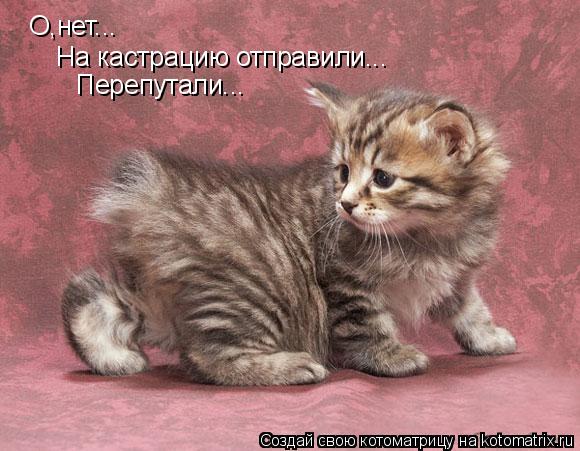 Котоматрица: О,нет... На кастрацию отправили... Перепутали...