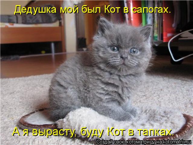 Дедушка мой был Кот в сапогах. А я вырасту, буду Кот в тапках.... Котоматрица: Дедушка мой был Кот в сапогах. А я вырасту, буду Кот в тапках.