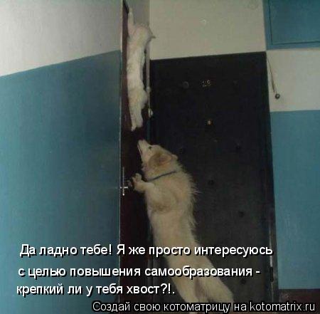 Да ладно тебе! Я же просто интересуюсь с целью повышения самообразования - крепкий ли у тебя хвост?!.... Котоматрица: Да ладно тебе! Я же просто интересуюсь с целью повышения самообразования - крепкий ли у тебя хвост?!.