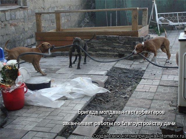 Котоматрица: Бригада молдаван-гастарбайтеров  заканчивает работы по благоустройству дачи