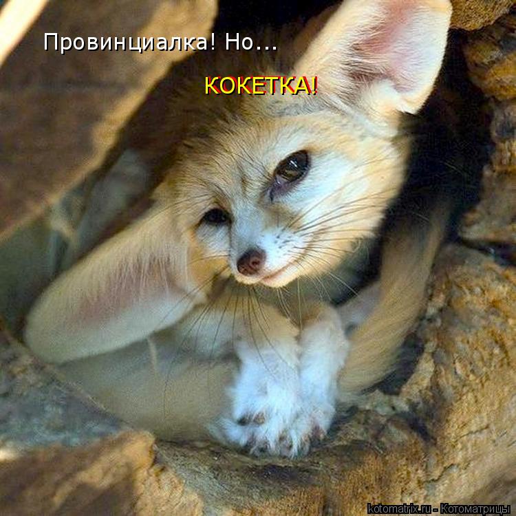 Котоматрица: Провинциалка! Но... КОКЕТКА! КОКЕТКА!