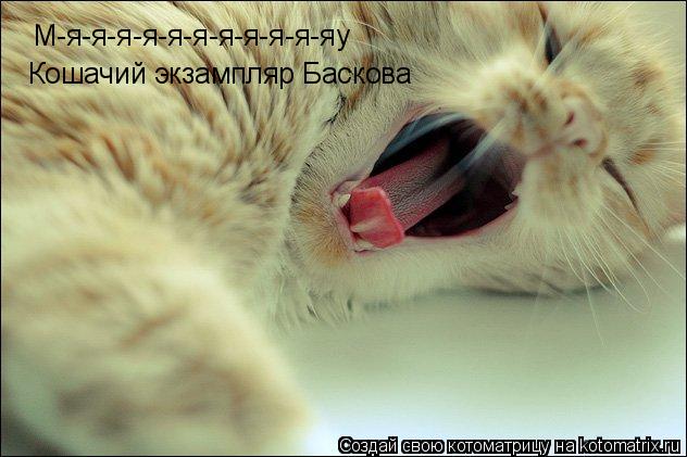 Котоматрица: М-я-я-я-я-я-я-я-я-я-я-яу Кошачий экзампляр Баскова