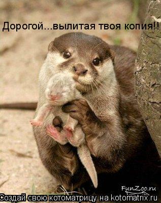 Котоматрица: Дорогой...вылитая твоя копия!!!