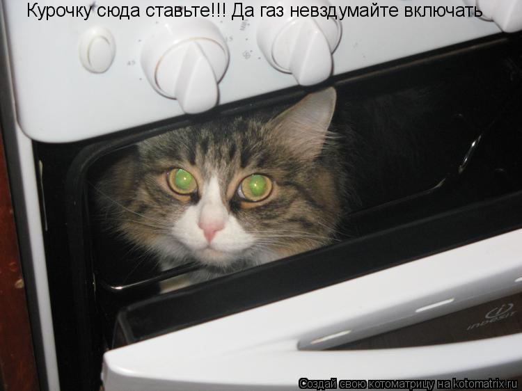 Котоматрица: Курочку сюда ставьте!!! Да газ невздумайте включать