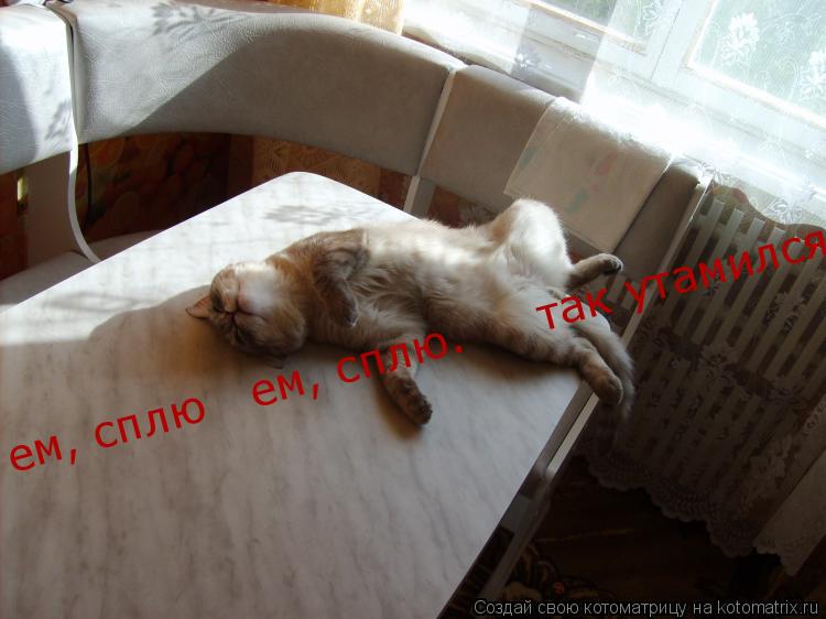 Котоматрица: ем, сплю   ем, сплю.     так утамился!