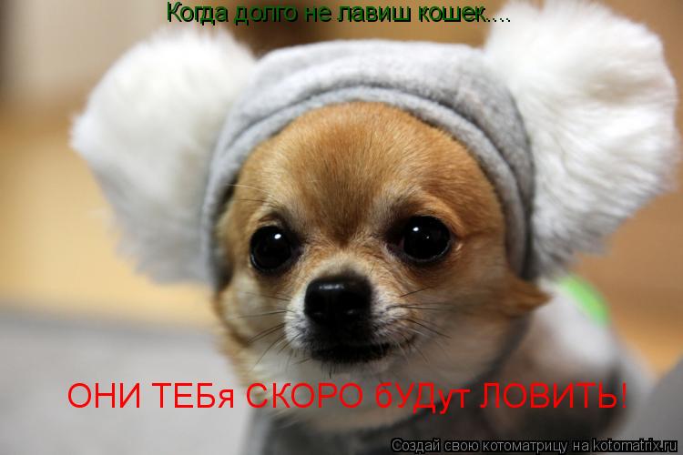 Котоматрица: Когда долго не лавиш кошек.... ОНИ ТЕБя СКОРО бУДут ЛОВИТЬ!