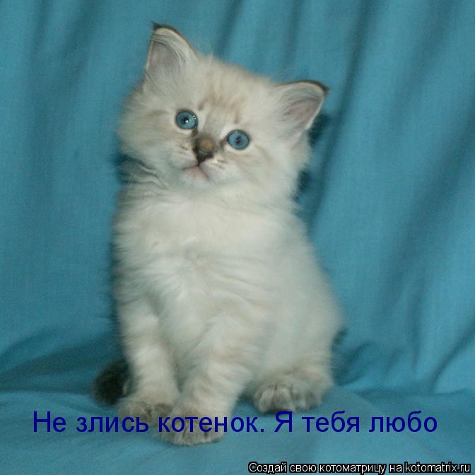 Котоматрица: Не злись котенок. Я тебя любо