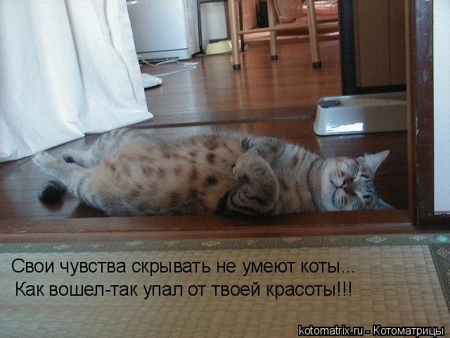 Котоматрица: Свои чувства скрывать не умеют коты... Как вошел-так упал от твоей красоты!!!