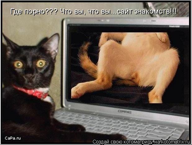 Котоматрица: Где порно??? Что вы, что вы...сайт знакомств!!!