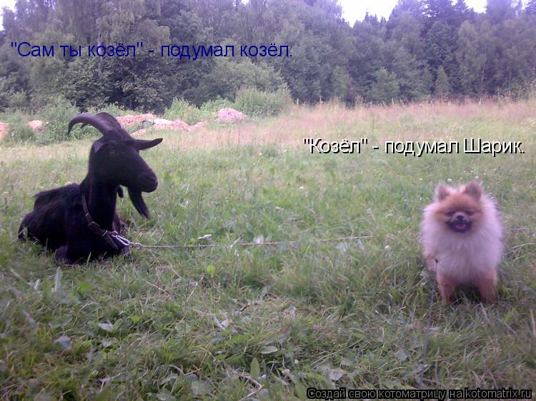Котоматрица: "Козёл" - подумал Шарик. "Сам ты козёл" - подумал козёл.