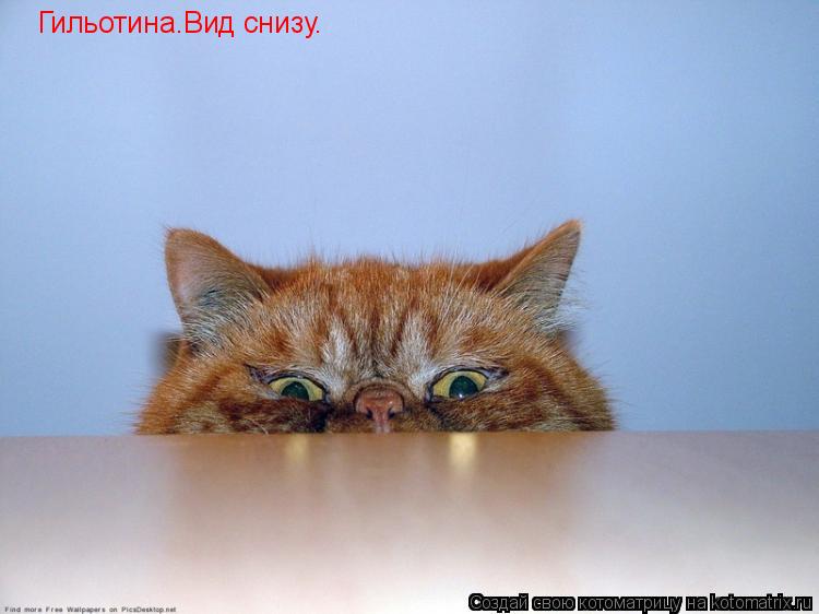 Котоматрица: Гильотина.Вид снизу.