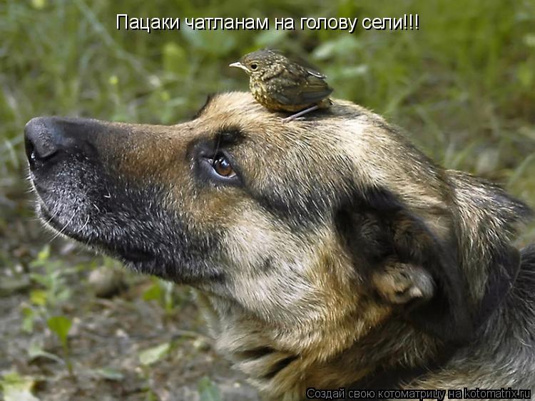 Котоматрица: Пацаки чатланам на голову сели!!!